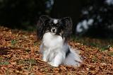 EPAGNEUL PAPILLON 070